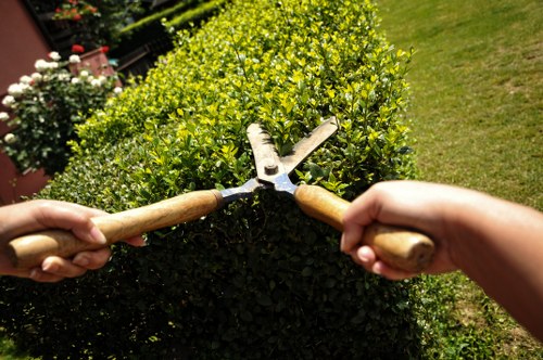 Tree surgery quote calculation for a larger property in Highgate