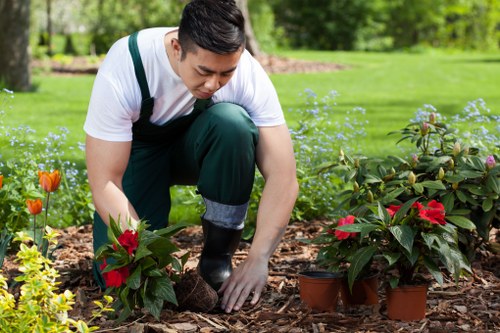 Commercial hedge cutting for a business frontage in Highgate