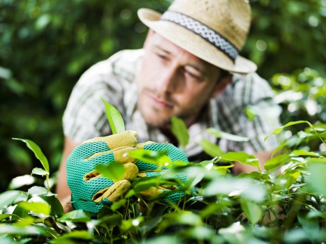 Professional pruning equipment used for crown reduction